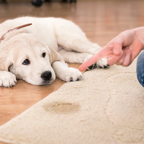 Limpieza del hogar con mascotas | Sanytol