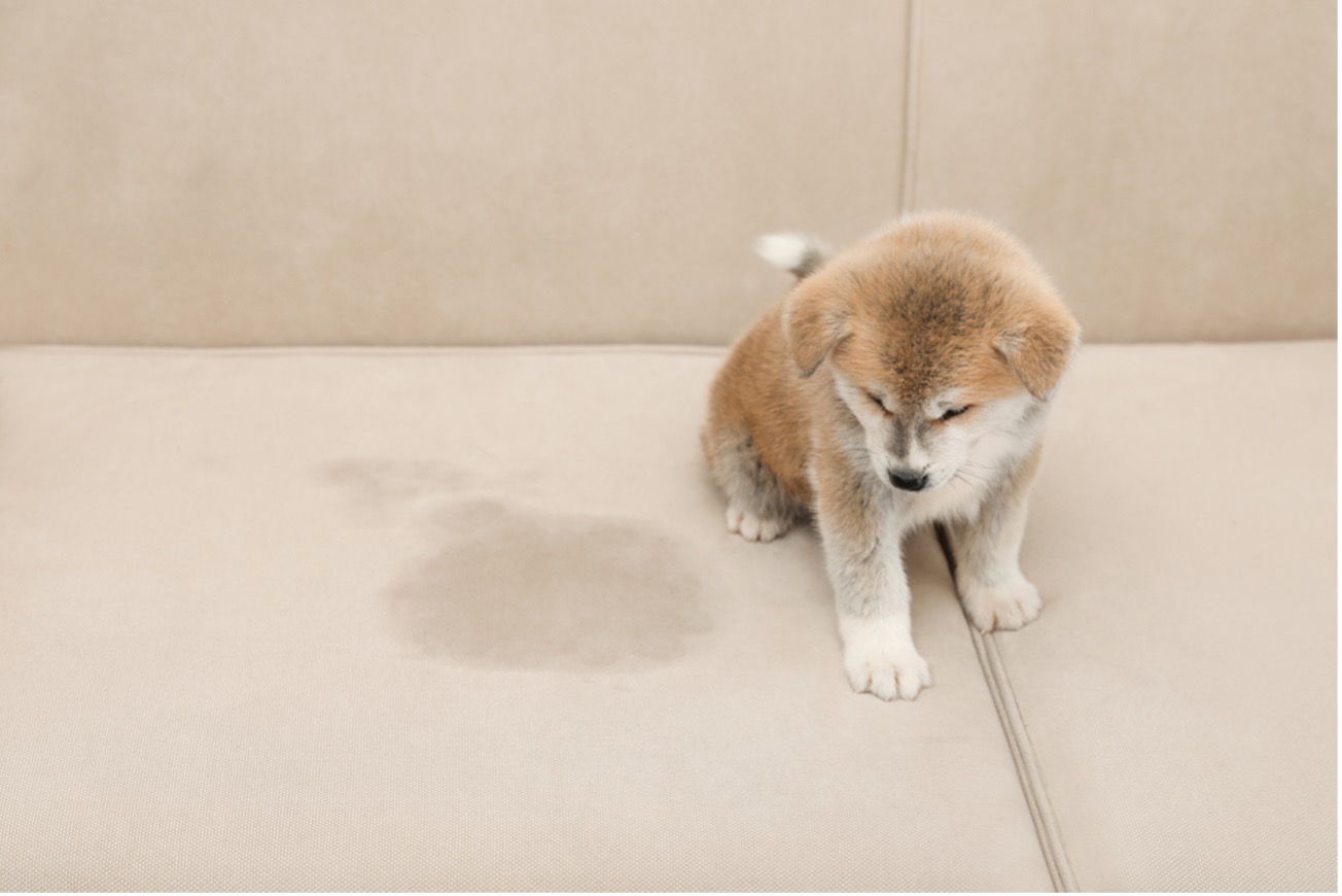 Cómo eliminar el olor a orina de perro en casa