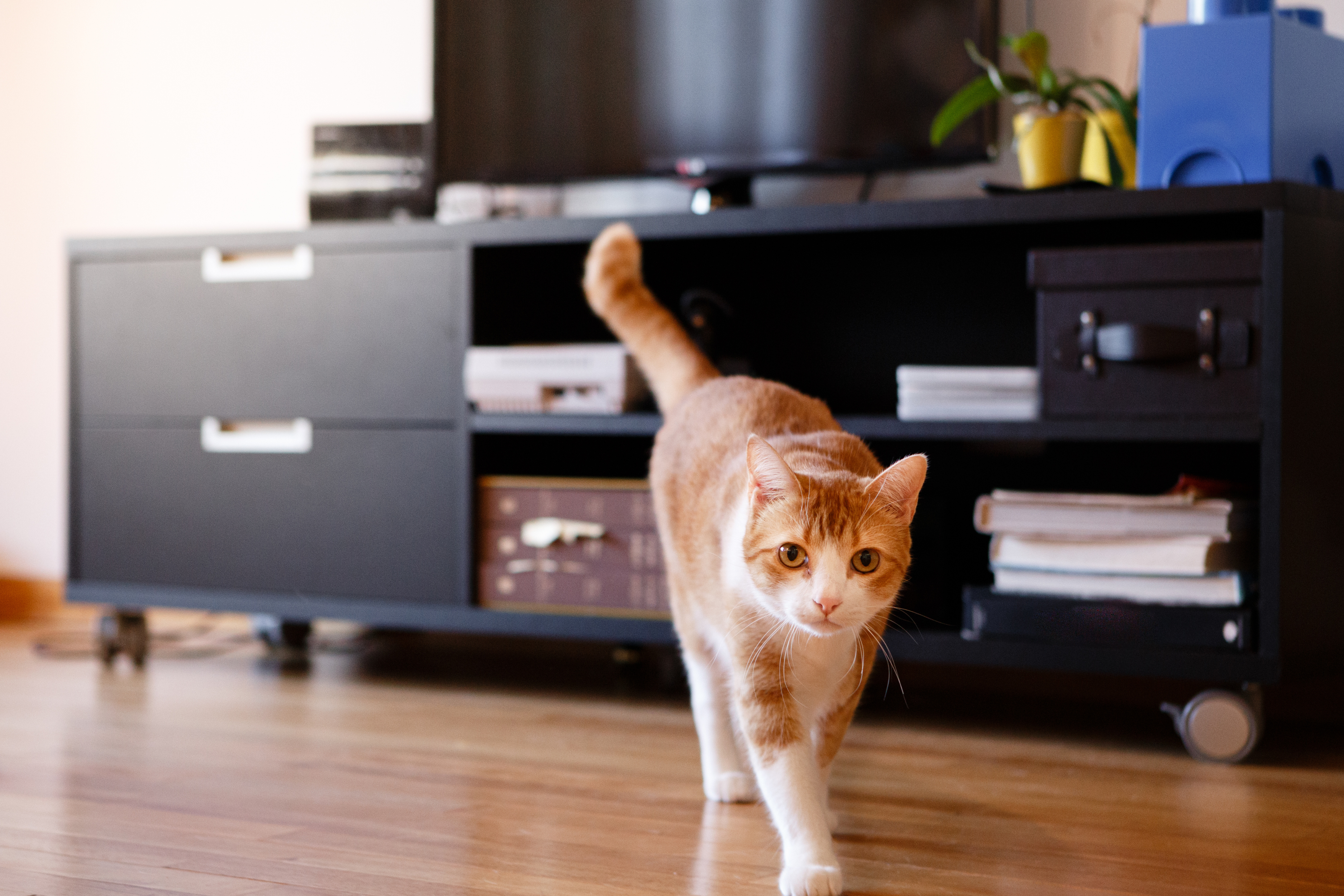 Gato caminando tranquilamente por el suelo de una casa, ilustrando el contexto del post sobre cómo eliminar el olor a orina de gato